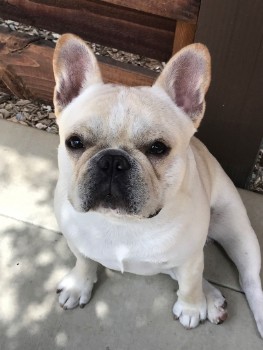 French Bulldogs need Attention 