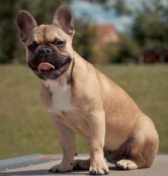 French bulldogs Exercise 