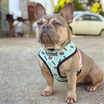 Harness for a French Bulldog