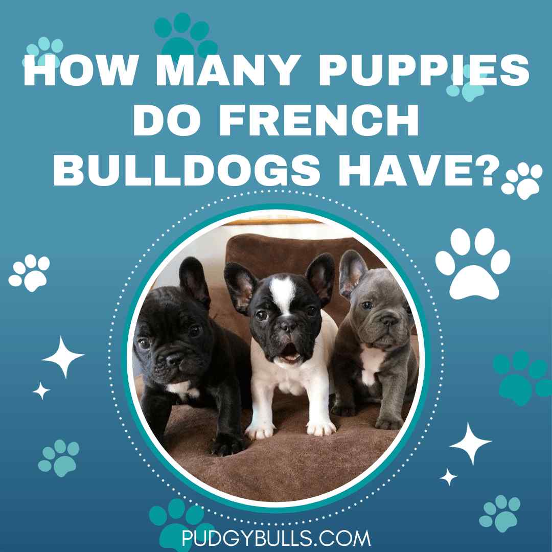 How Many Puppies Do French Bulldogs Have?