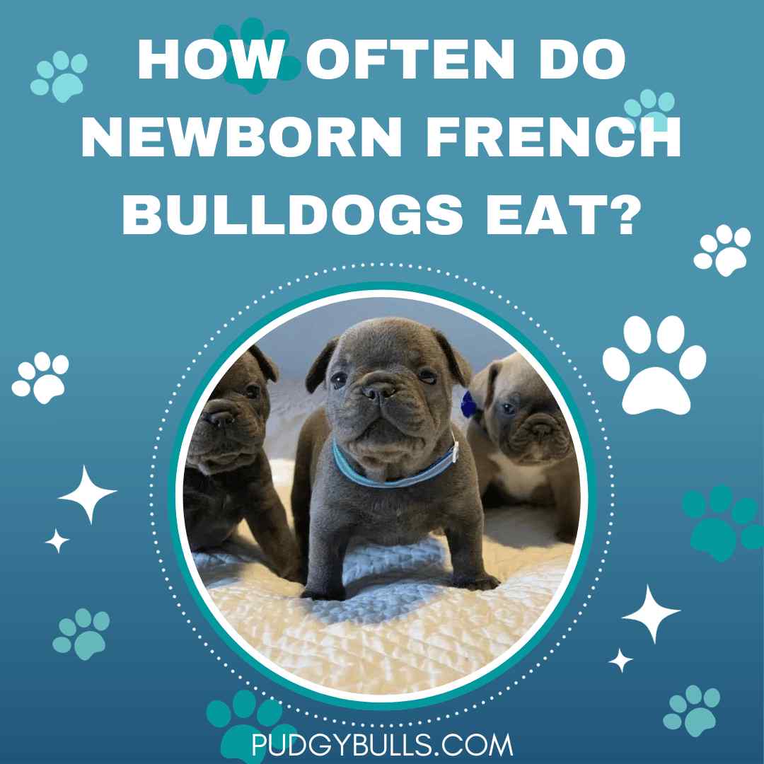 How Often Do Newborn French Bulldogs Eat? What to Feed Them?