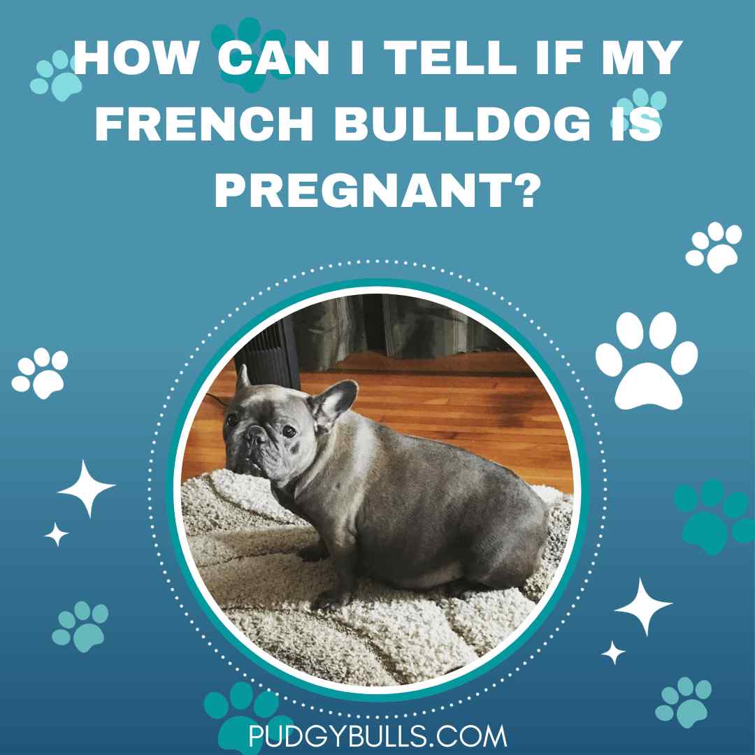 How can I Tell if my French Bulldog is Pregnant?