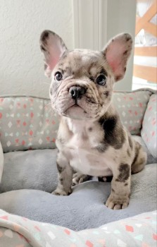 How did French Bulldogs emerge as one of the most Popular Dog Breeds