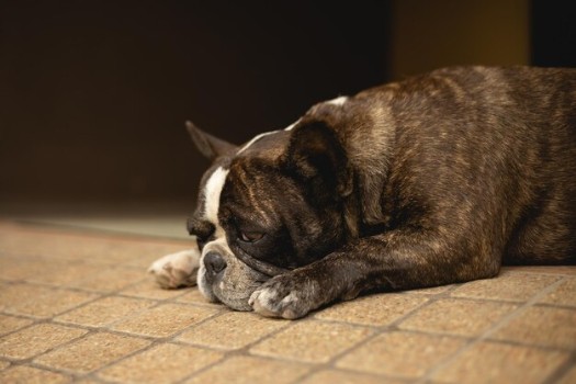 How long can you Leave a French Bulldog Alone at Home