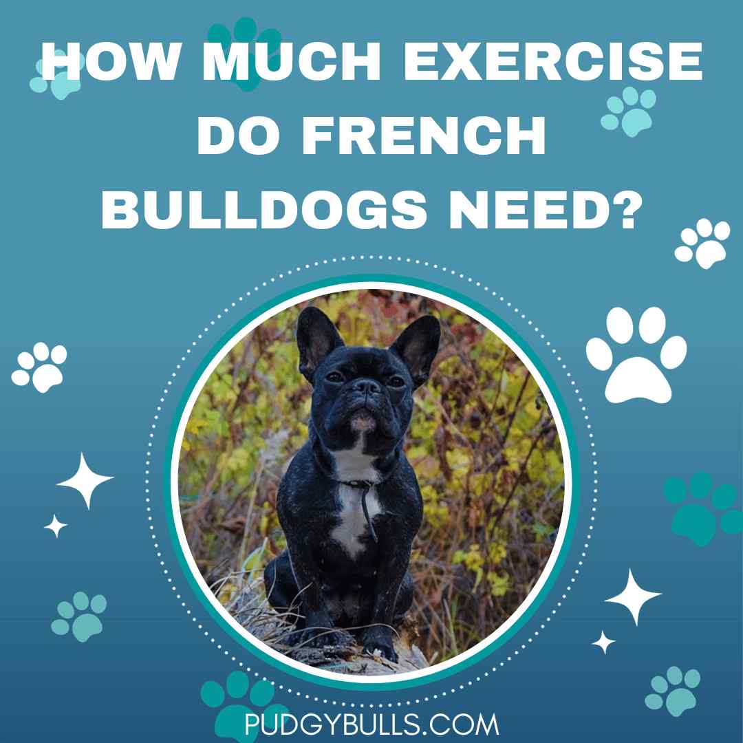 How much Exercise do French bulldogs Need?