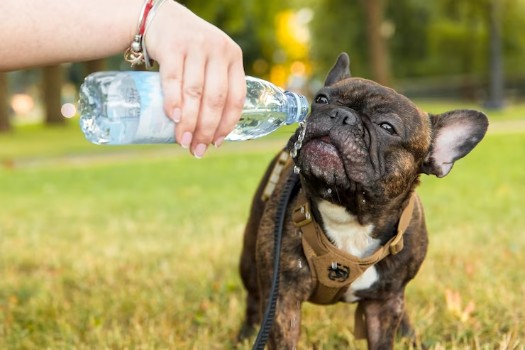 How often should a French Bulldog Drink Water in a Day
