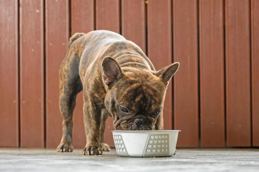 How often should you Feed a French Bulldog