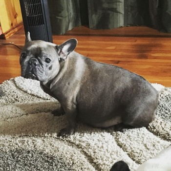 How to Breed a French Bulldog Know the Steps