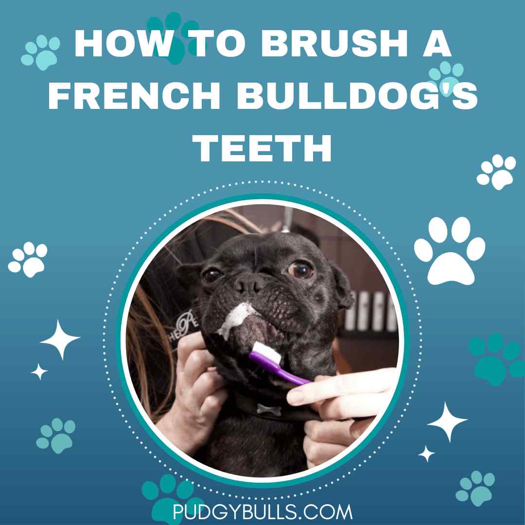 How to Brush a French Bulldog's Teeth