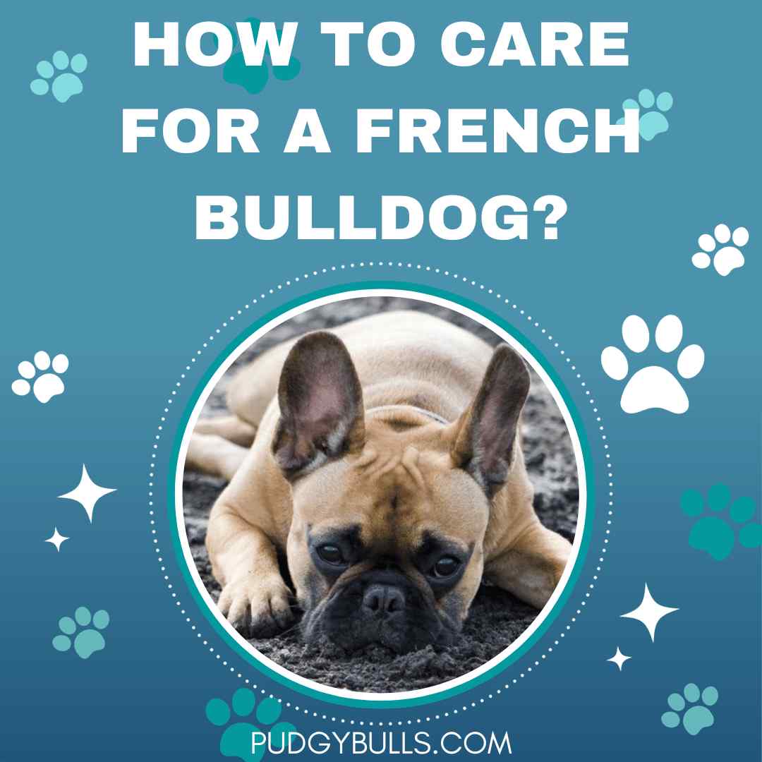 How to Care for a French Bulldog?