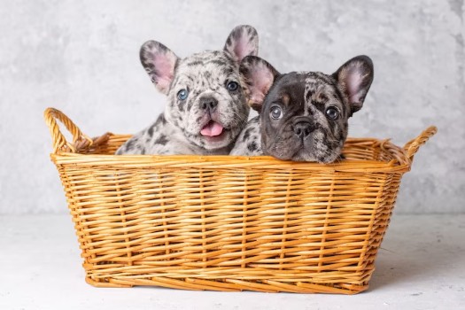 How to Care for a Merle French Bulldog