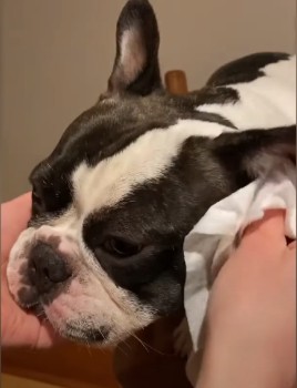 How to Choose the Best French Bulldog Ear Cleaning Solution?