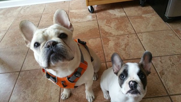 How to Choose the Best French Bulldog Harness