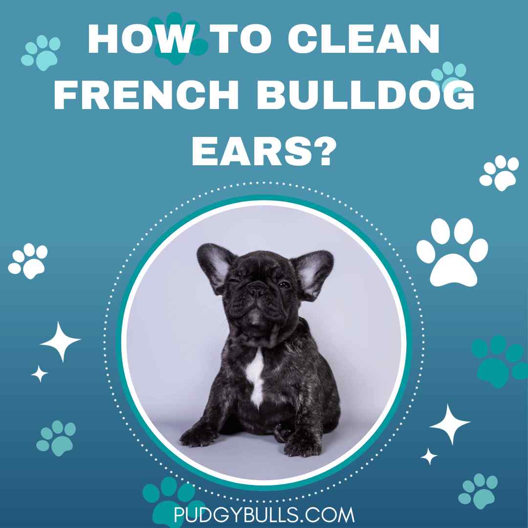 How to Clean French Bulldog Ears?