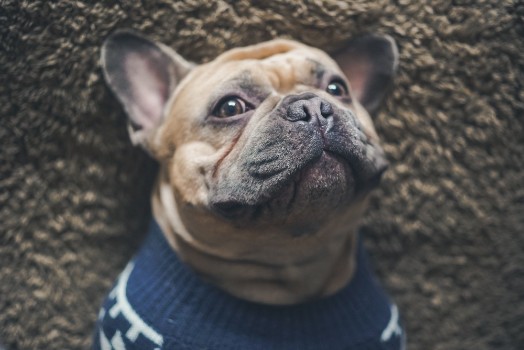 How to Get Rid of French Bulldog Pimples