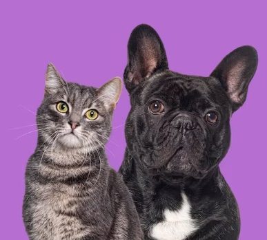 How to Improve the Relationship Between a Frenchie and a Cat