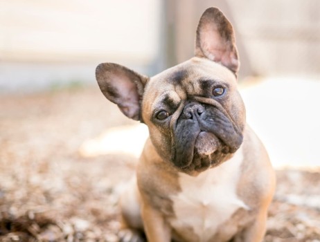 How to Know the Exact Reason of a French Bulldog Cry