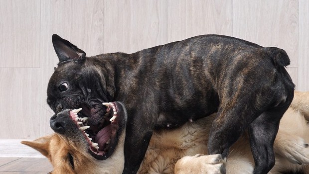 How to Manage French Bulldog Destructive Behavior