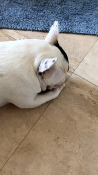 How to Stop a Frenchie from Licking its Paws Excessively