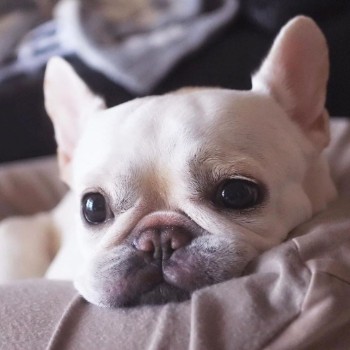 How to Train your French Bulldog to be Alone at Home