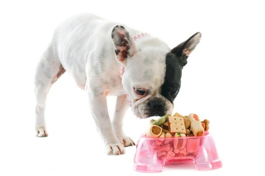 How to Treat French Bulldog Food Allergies