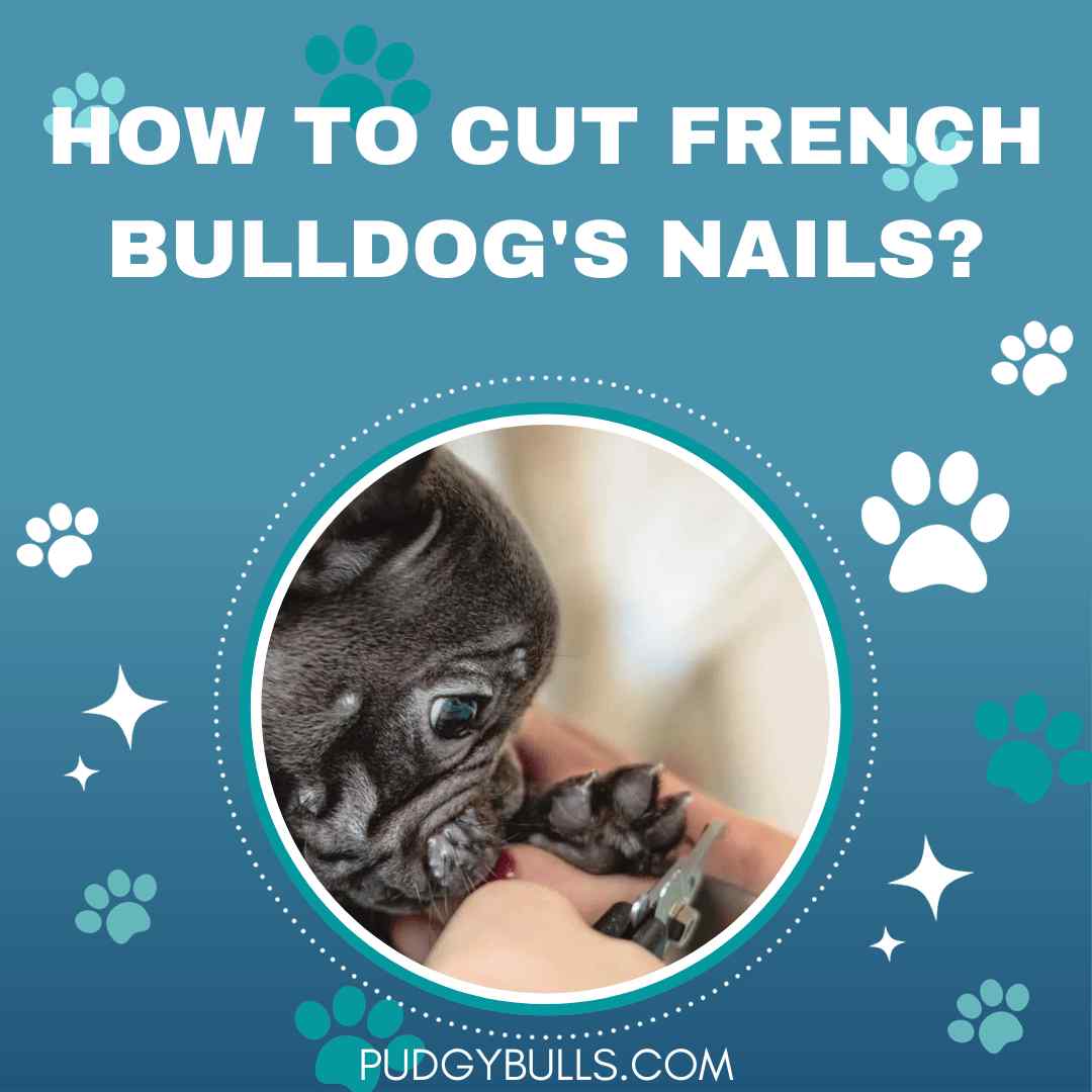 How to cut French Bulldog's nails?