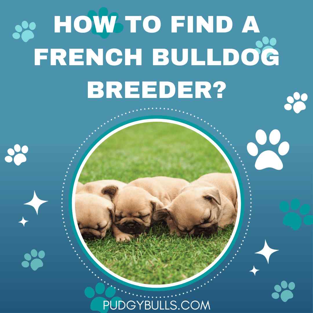 How to find a French Bulldog breeder?