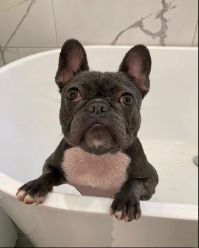 How to keep a French Bulldog calm while bathing