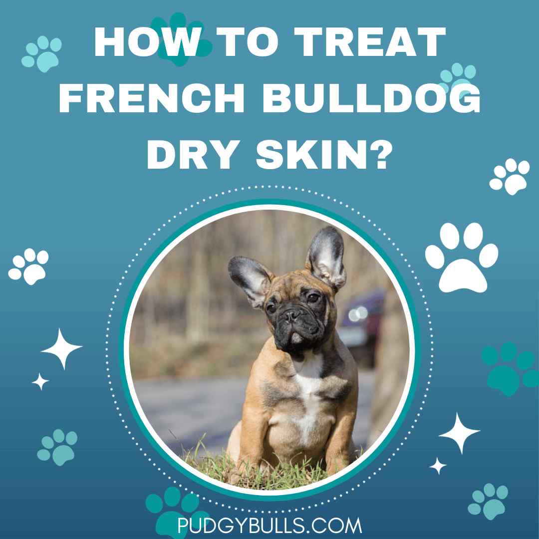 How to treat French Bulldog dry skin?