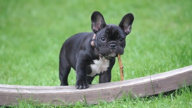 Important Things to Consider When Buying a French Bulldog’s Collar