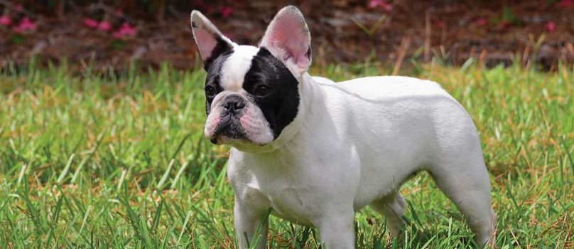 Natural Ways to Relive your French Bulldog’s Pain