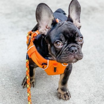 Potential Risks Associated with French Bulldog Harness