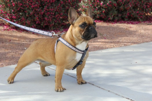 Problems with Female French Bulldogs