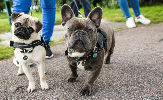 Pugs or French Bulldogs Healthier