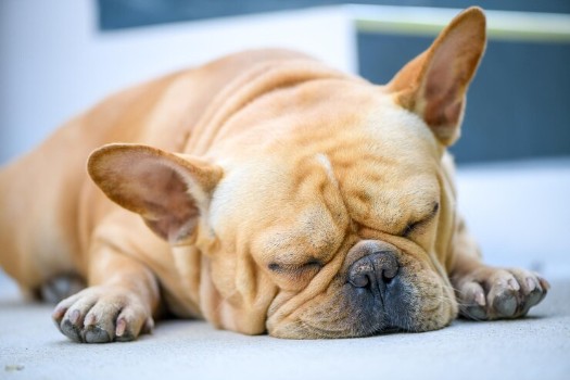 Reasons for French Bulldog Sleeping a Lot