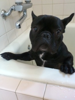 Risks Associated with Bathing your Frenchie a lot