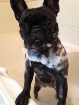 Risks Associated with Bathing your Frenchie less than Required