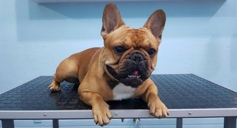 Risks Associated with Shaving a French Bulldog