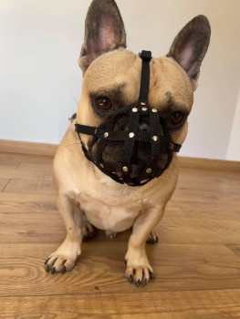 Risks & Complications with Muzzles