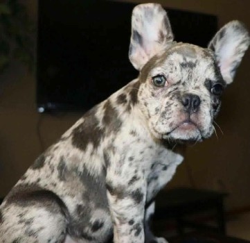 Risks & Side Effects of Breeding Two Merle French Bulldogs
