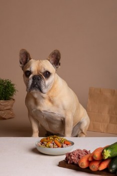 Signs & Symptoms of Food Allergy in a French Bulldog