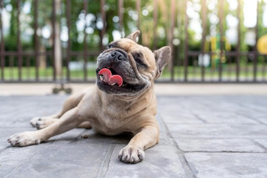 Signs of Overheating in a French Bulldog