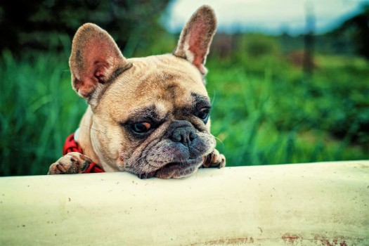 Signs of Pain in a French Bulldog