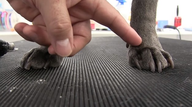 Step-by-Step Guide on Cutting a Frenchie’s Nails 