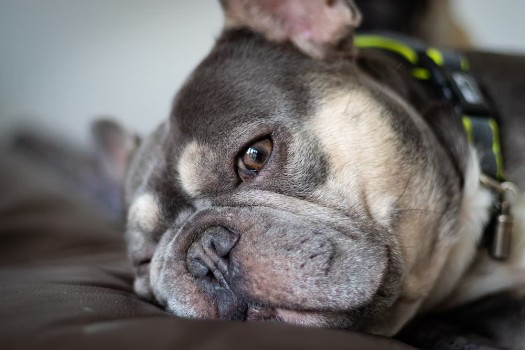 Step-by-Step Guide to Cleaning a Frenchie’s Nose