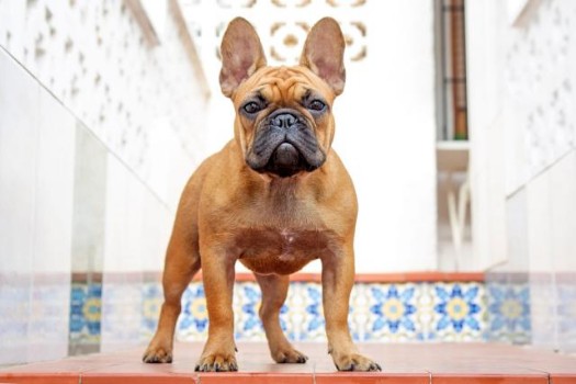 Steps to Clean a French Bulldog’s Face