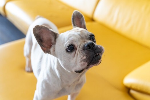 Time Required for a French Bulldog House Training