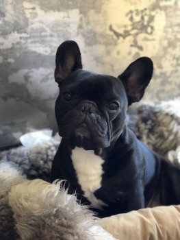 Treatments for French Bulldog’s Dry Skin