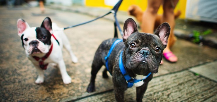 Types of Collars Suitable for French Bulldogs