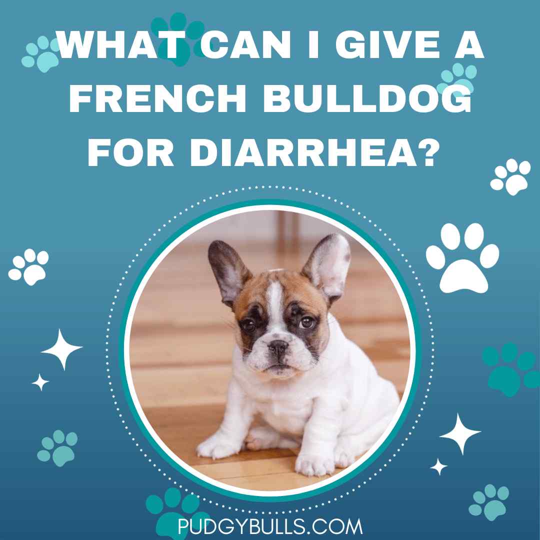 What Can I Give a French Bulldog for Diarrhea?